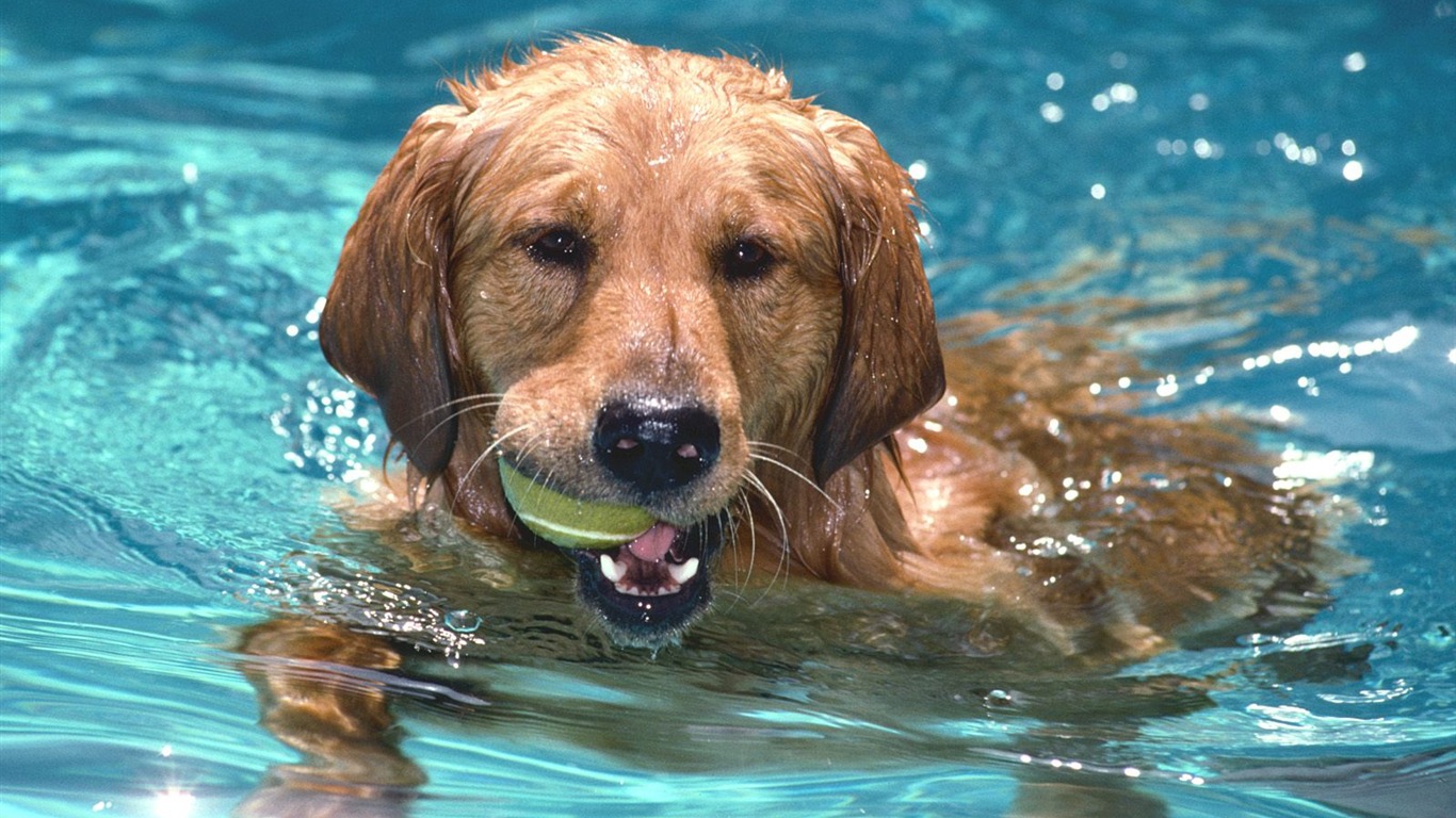 ایا سگ شنا بلده