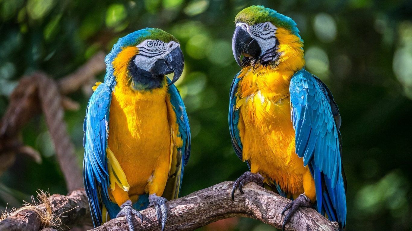Macaws-1