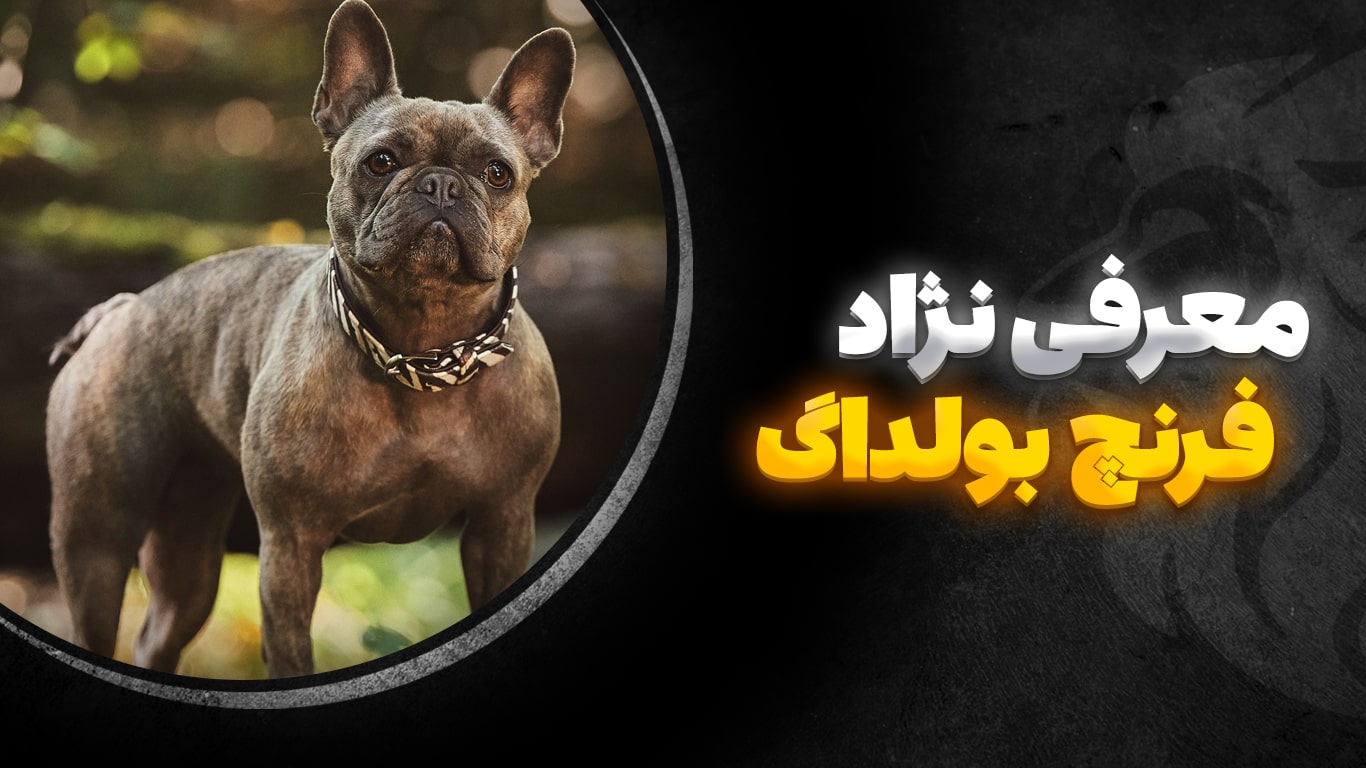 تصویر-شاخص-فرنچ-بولداگ