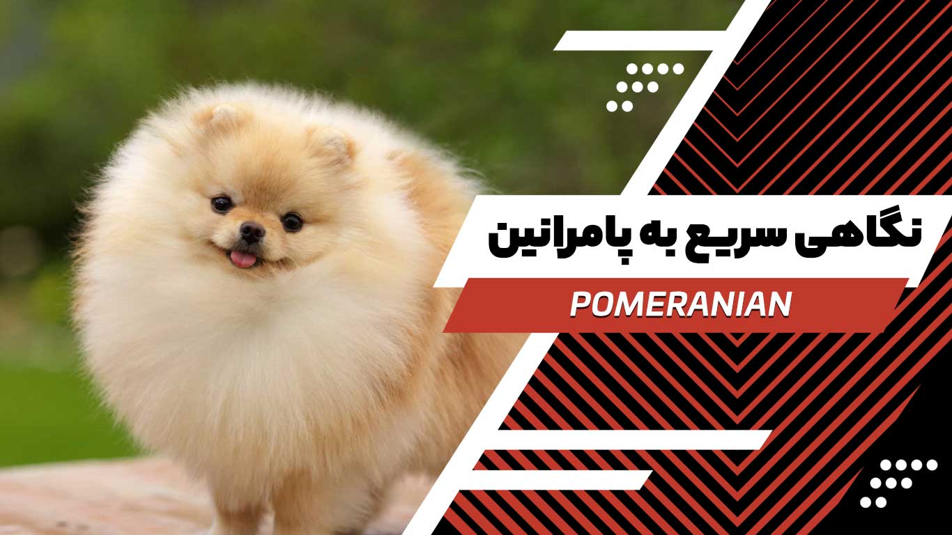 پامرانین