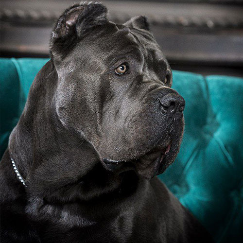 cane corso0 02 2