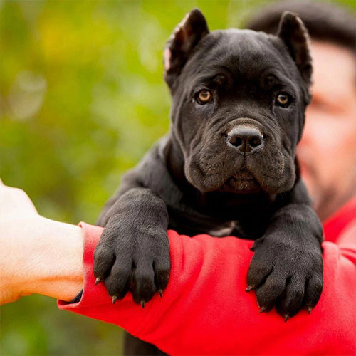 cane corso0 02