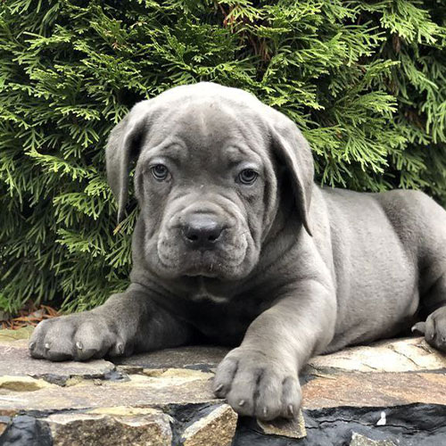 cane corso0 03