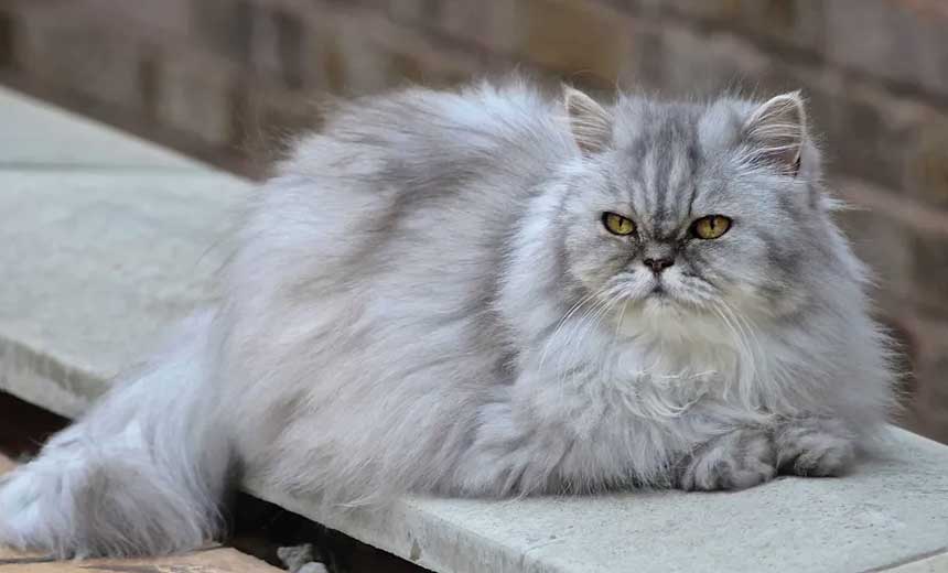 persian cat