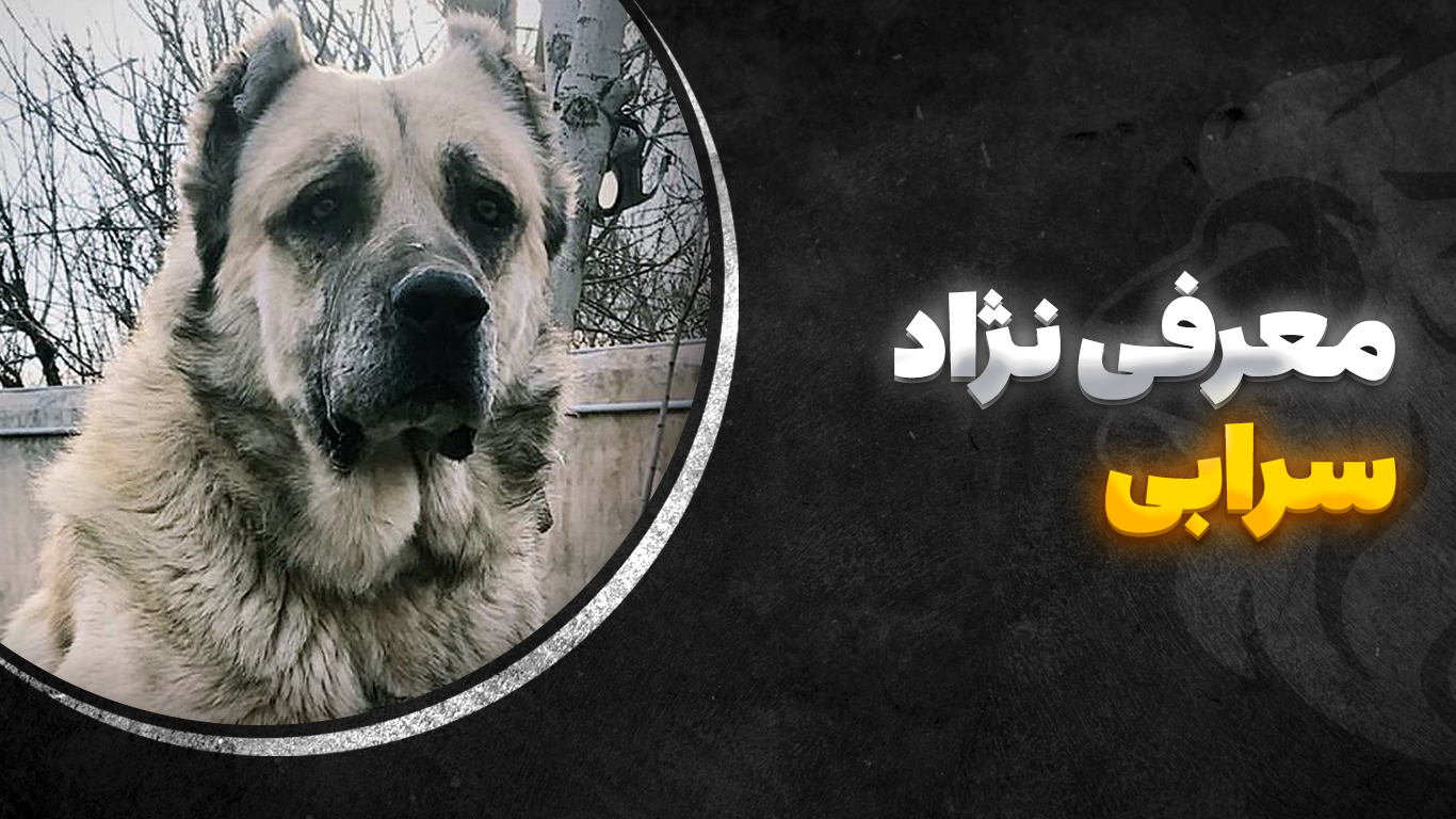 تصویر-شاخص-سرابی