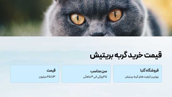 گربه بریتیش