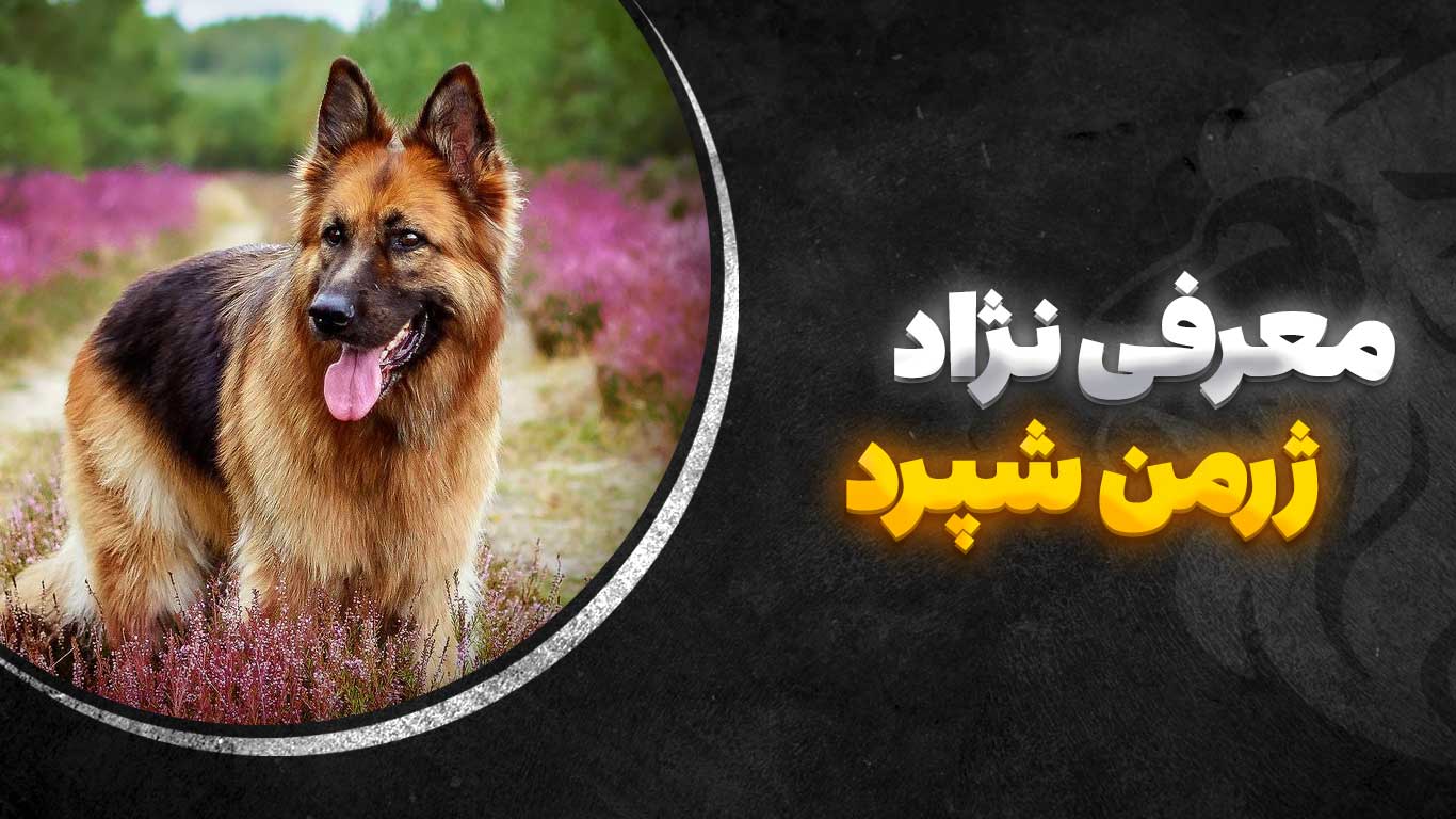 سگ ژرمن