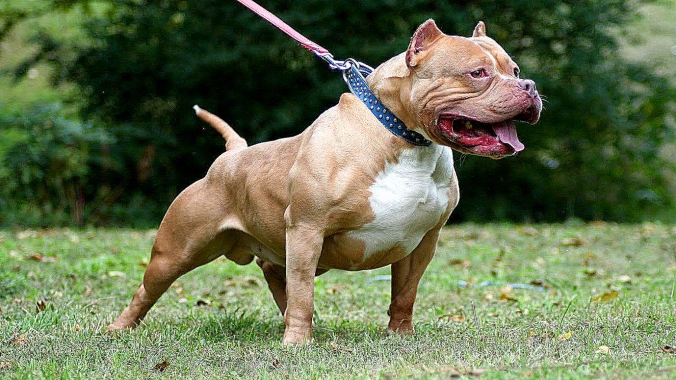 American_Bulldog 4-min