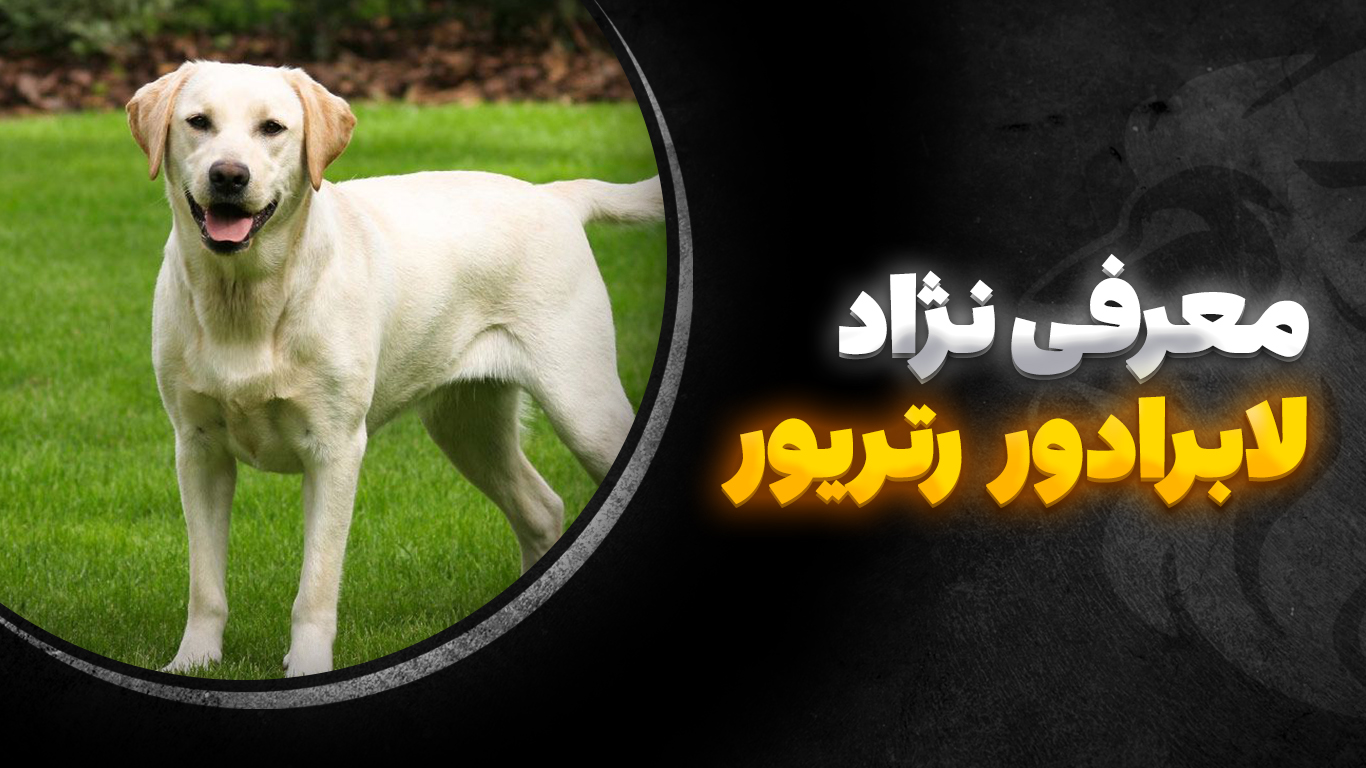 تصویر-شاخص-لابرادور-رتریور