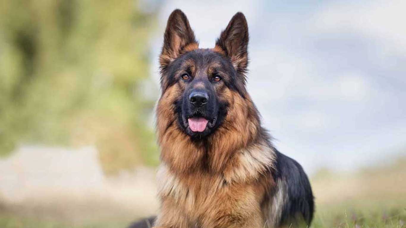 German Shepherd Adult