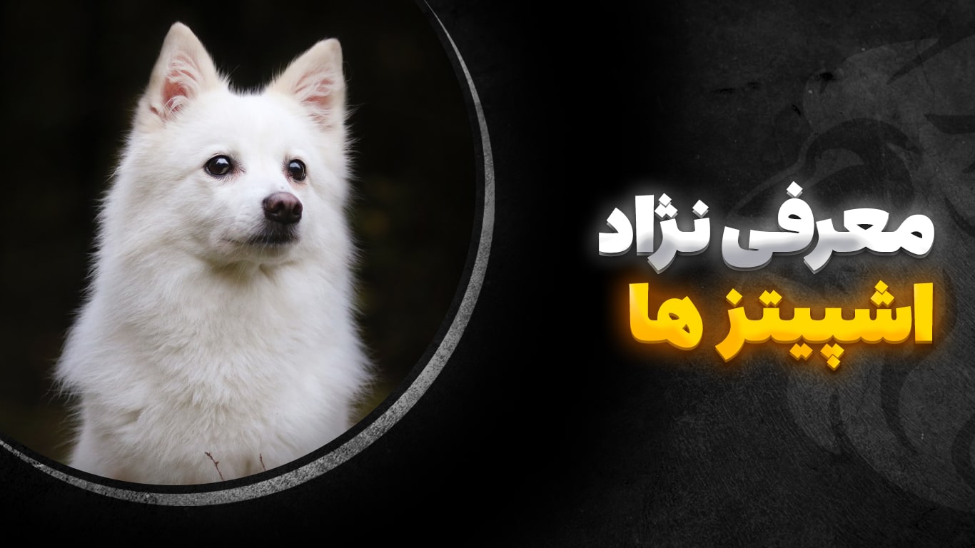 تصویر-شاخص-اشپیتز