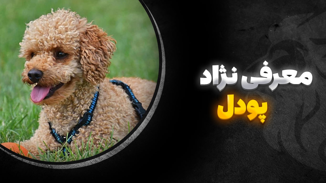 تصویر-شاخص-پودل