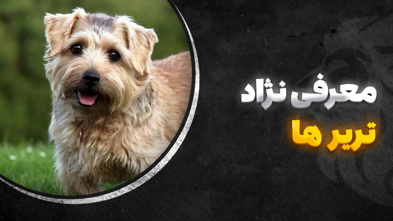 تصویر-شاخص-تریر-ها
