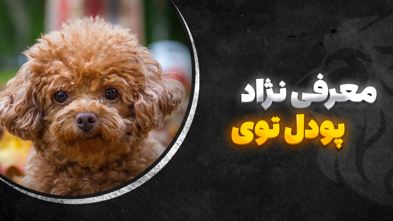تصویر-شاخص-پودل-توی