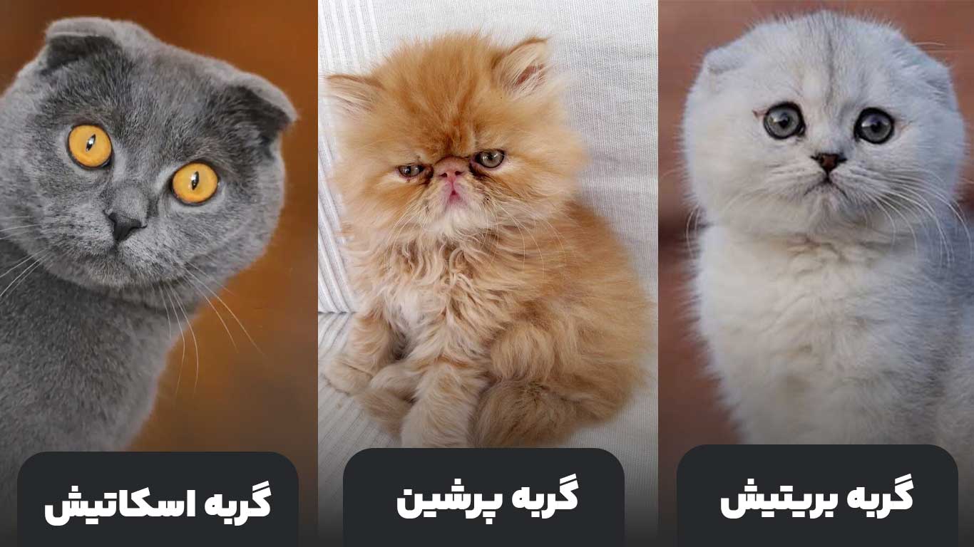خرید گربه