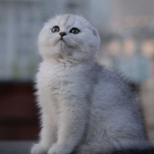 گربه چینچیلا پت شاپ گلبا