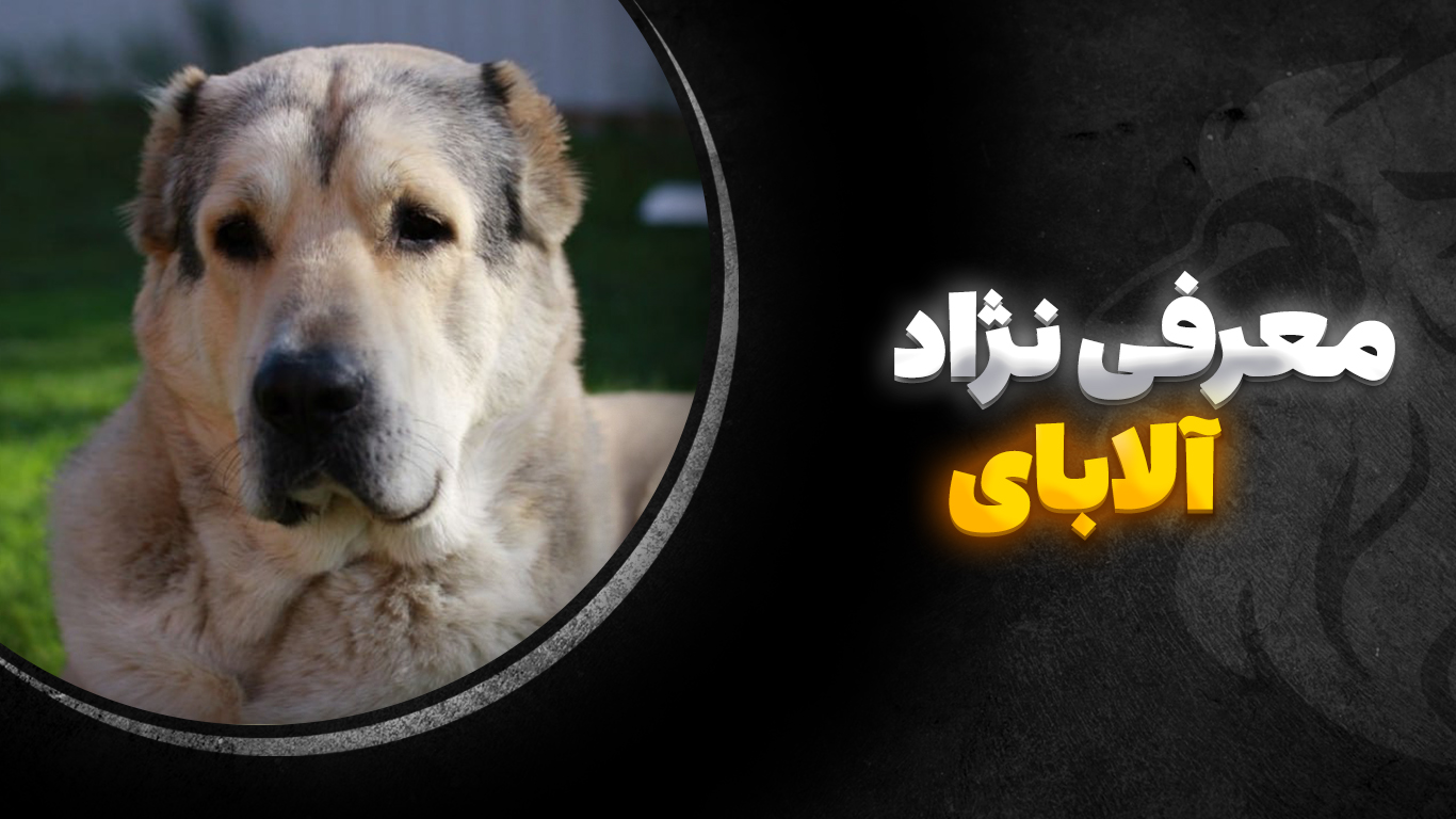 تصویر-شاخص-آلابای