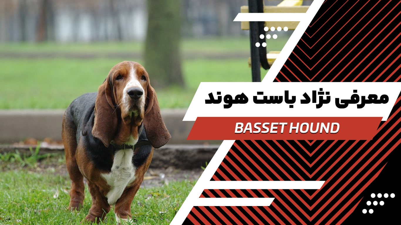 Alt pic basset hound