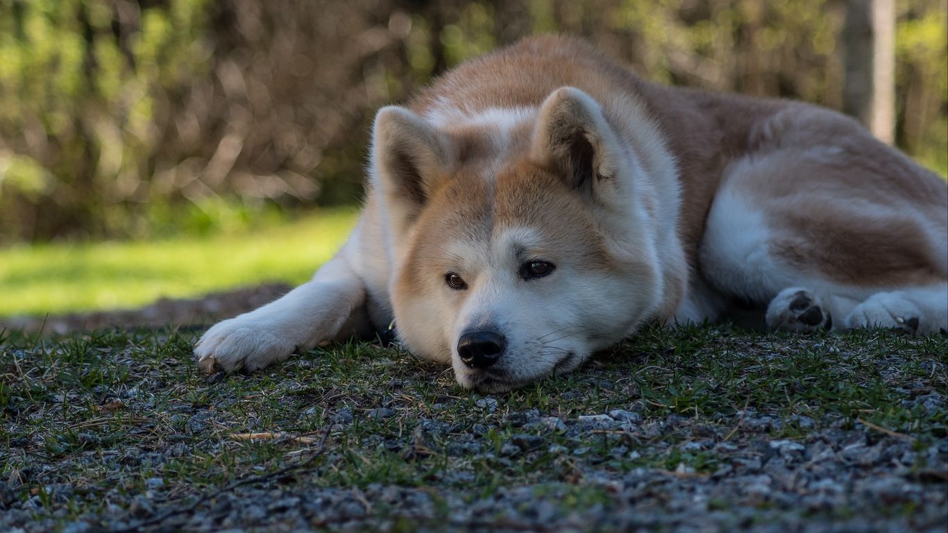 Shiba-inu-5