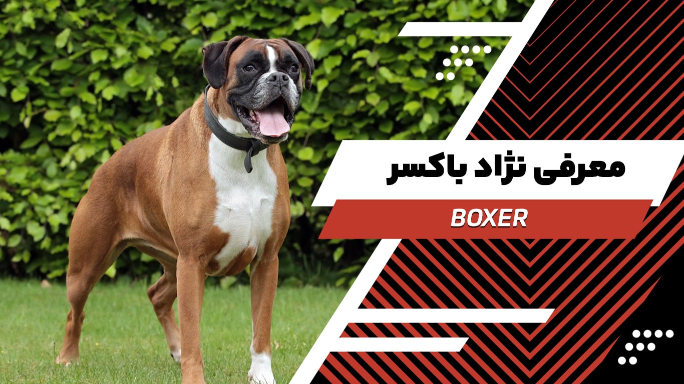 تصویر-شاخص-باکسر